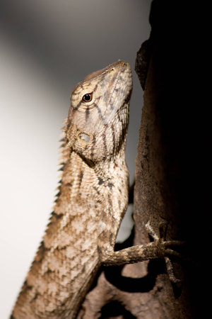 lizards in Asia Live in the tree 