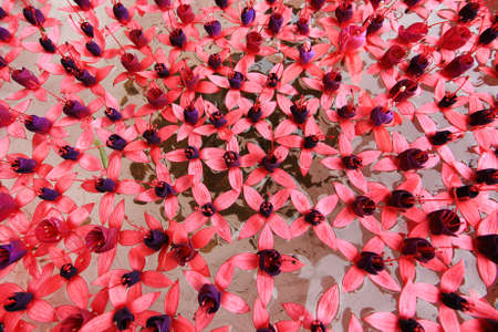 Red flowersの写真素材