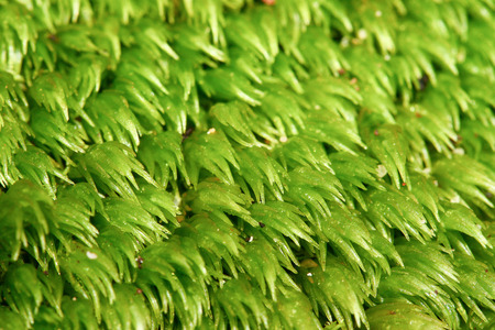 green moss background