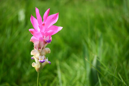 Curcuma alismatifoliaの写真素材