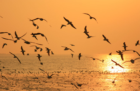 Flying birds against orange sunset の写真素材