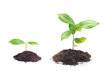 Small plant on pile of soilの写真素材