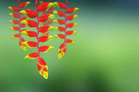 red heloconia flower on  green backgroundの写真素材