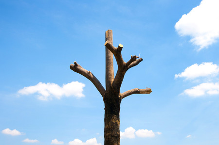 Stump and blue skyの写真素材