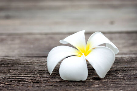Tropical flowers frangipani on woodの写真素材