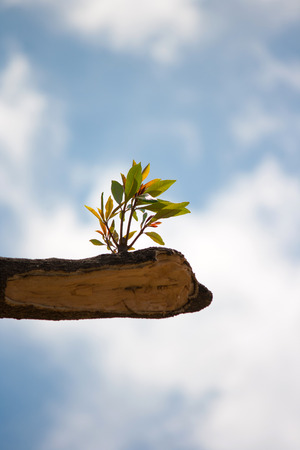 young plant growing on tree stump on blue skyの写真素材