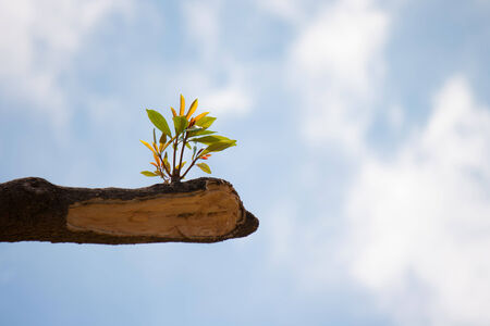 young plant growing on tree stump on blue skyの写真素材