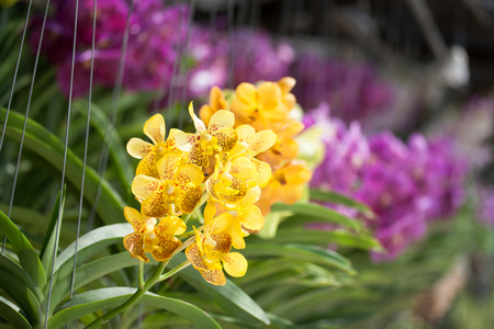Beautiful yellow orchid flowers closeupの写真素材