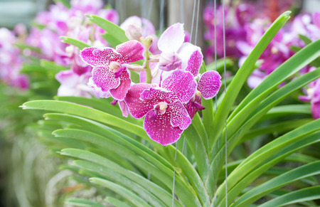 Beautiful orchid flowers closeupの写真素材