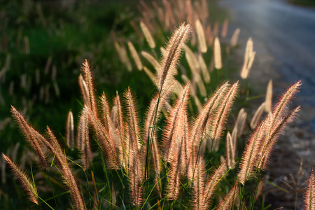 Pennisetum flower in late afternoon sunlight