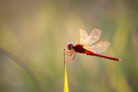 A red dragonfly at restの写真素材