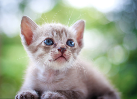 Pretty cat kittenの写真素材