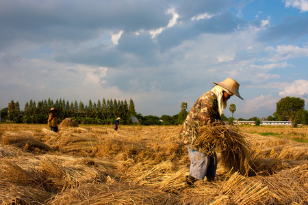 farmer in field, itの写真素材