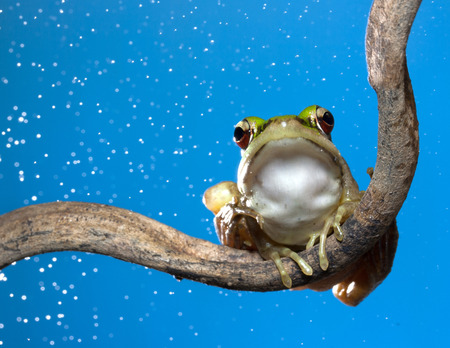 a red eyed tree frog