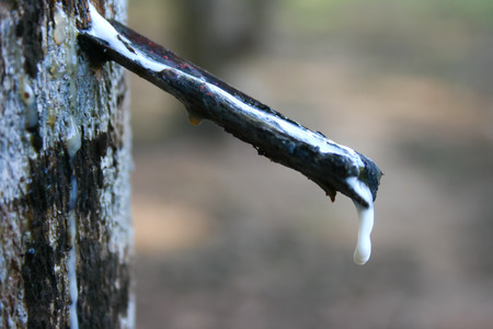 The rubber that come out from tree call Hevea Brasiliensisの写真素材