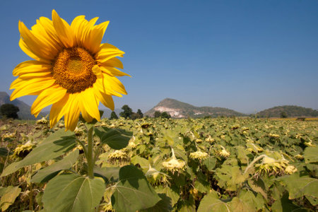 Sunflower fieldの写真素材