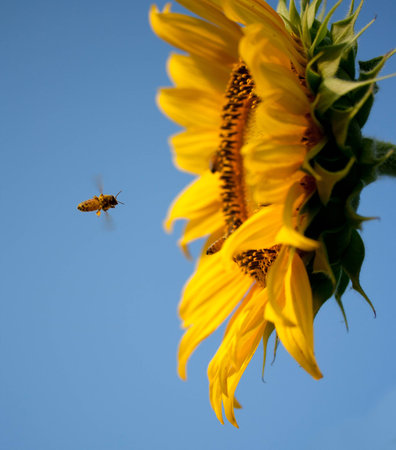 Flying bee to sunflower on blue sky background の写真素材