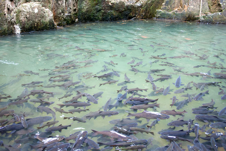 Soro brook carp waterfall fishの写真素材