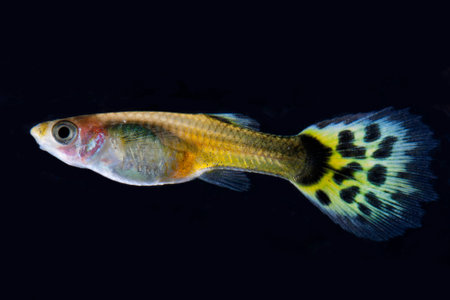 guppy fish on black backgroundの写真素材