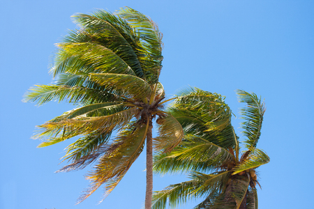 Coconut tree Blown by the windの写真素材