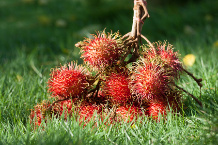 Rambutan red fruit backgroundの写真素材