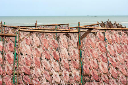 Squids drying in the sun, squid lay on net, Dried Squid の写真素材