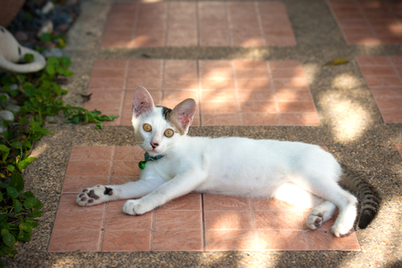 Pretty cat in sunlightの写真素材