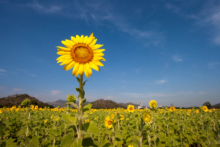 sunflower in the field and skyの写真素材
