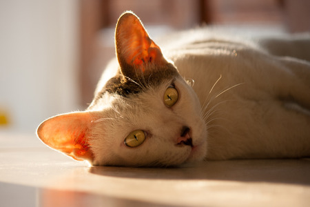 Pretty cat in sunlightの写真素材
