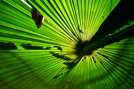 Palm leaves Lines and texturesの写真素材