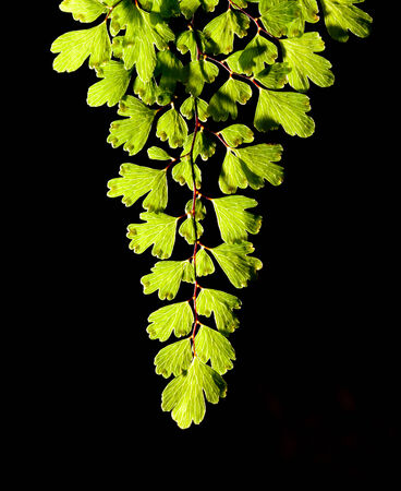 Fern Leaf on black backgroundの写真素材