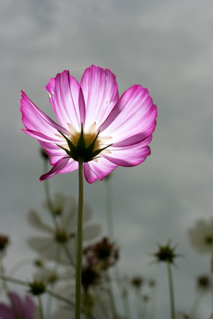 pink cosmos flower glowの写真素材