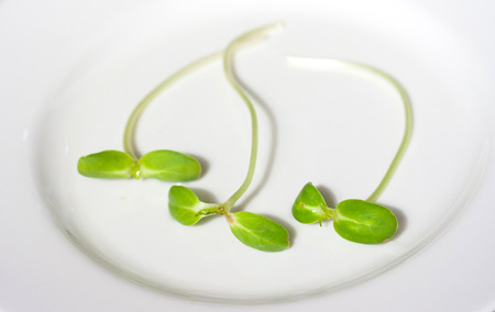young sunflower sproutsの写真素材