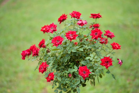 red roses treeの写真素材