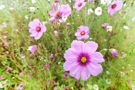 pink cosmos flowerの写真素材