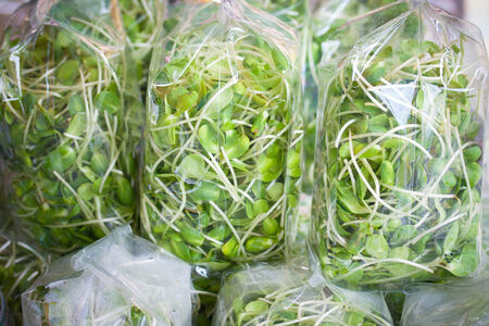 young sunflower sproutsの写真素材