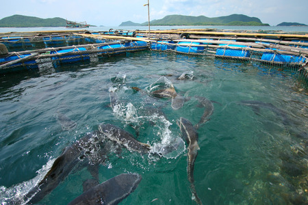 The coop for feeding fish in the sea - Thailandの写真素材