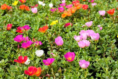 Portulaca or Little Hogweed flowersの写真素材