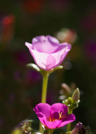 Pink Portulaca or Little Hogweed flowersの写真素材