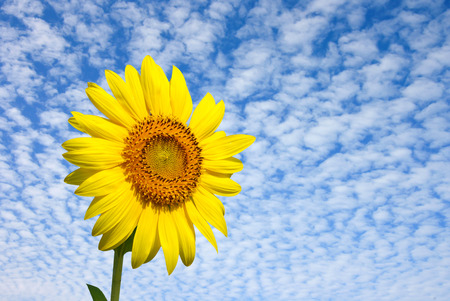 sunflower with cloudy skyの写真素材