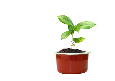 young plant in red flowerpotの写真素材