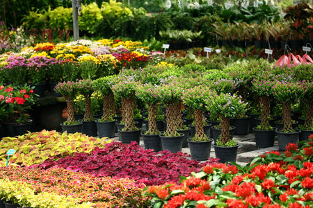 Outdoor flower shopの写真素材