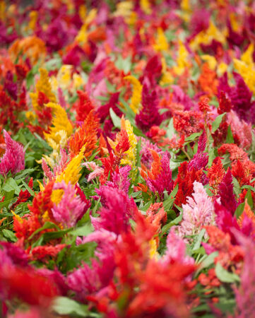 Colorful cockscomb Flowersの写真素材