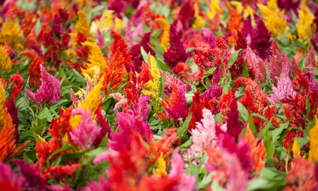 Colorful cockscomb Flowersの写真素材