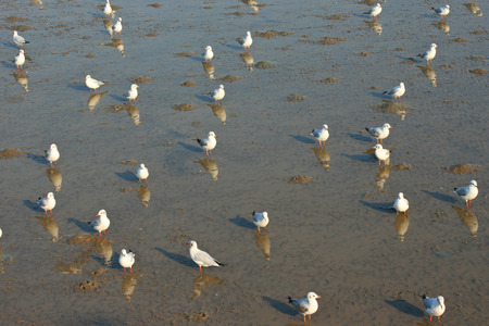 Many seagullsの写真素材