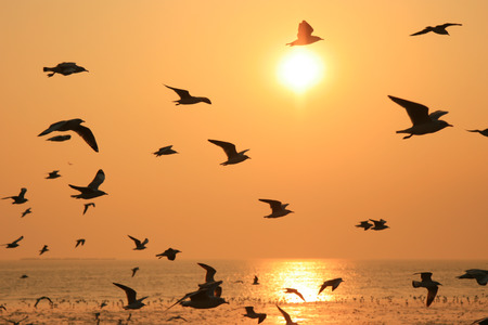 Flying silhouette bird on the sunsetの写真素材