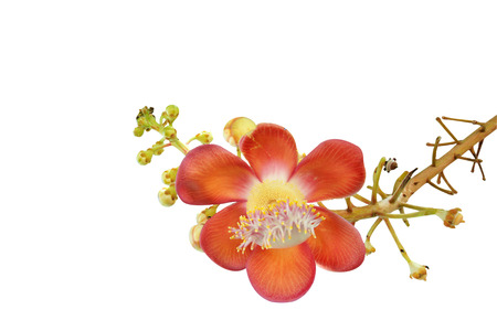 Cannonball flower isolated on whiteの写真素材