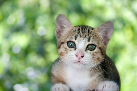 Cat kitten on isolated green backgroundの写真素材