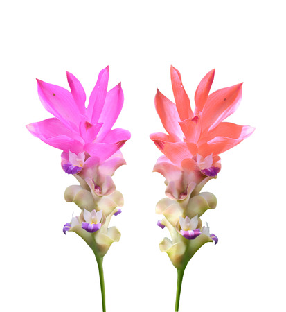 Curcuma alismatifolia flowersの写真素材