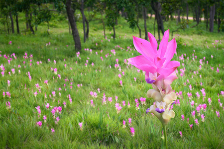 Curcuma alismatifolia flowersの写真素材